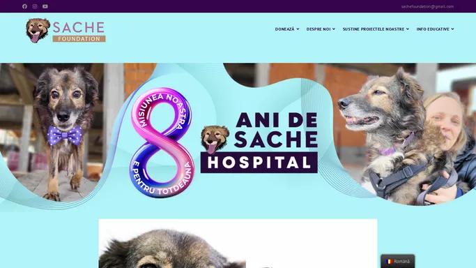 Asociatia Sache – animal protection