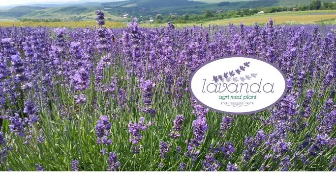 Lavanda Med Plant